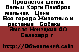 Продается щенок Вельш Корги Пемброк мальчик › Цена ­ 65 000 - Все города Животные и растения » Собаки   . Ямало-Ненецкий АО,Салехард г.